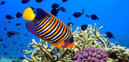 Barriere de recifs de corail