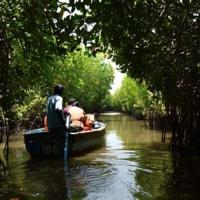 Canaux de pichavaram