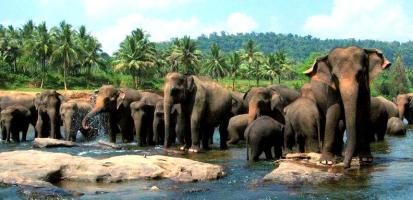 Elephants de pinnawella