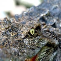 Fermes crocodiles de mamallapuram