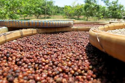 Les plantations du fameux et exceptionnel poivre rouge