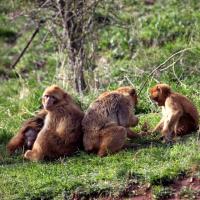 Parc national de mudumalai