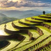 Rizieres chiang mai