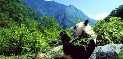 Wolong